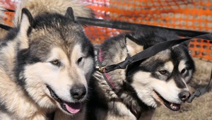 Svorka psov zaútočila na 7-ročného chlapca. Vážnym zraneniam podľahol