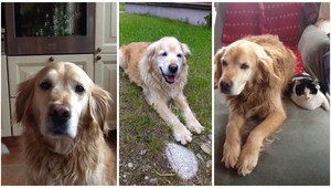 V Žiline sa stratil retriever Guliver, rodina ponúka odmenu za jeho nájdenie