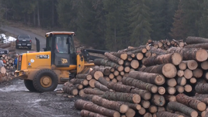 V Tatranskom národnom parku sa ťaží drevo aj na miestach, kde je to zakázané