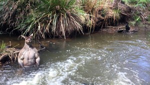FOTO: Muž našiel unikátneho klokana, vyrušil ho počas kúpania