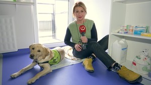 Výcvik vodiaceho psa: Labrador sa stal súčasťou očnej ambulancie