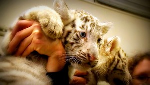 Pýcha bratislavskej ZOO? Tieto tigrie trojčatá