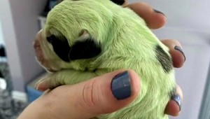 Vrchol roztomilosti. Na svet prišlo zelené šteniatko