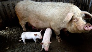 Pomsta prepusteného družtevníka. Dušan (47) podrezal prasatá!