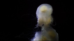 Na učenie nie je potrebné mať mozog