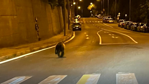 VIDEO: Po sídlisku v krajskom meste pobehoval medveď. Zatiaľ ho nenašli