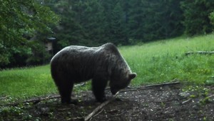 Stretnutie s medveďmi hlásia ľudia čoraz častejšie. Poľovníci ale nič nezmôžu