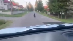 VIDEO: Ulicami Očovej sa preháňal medveď