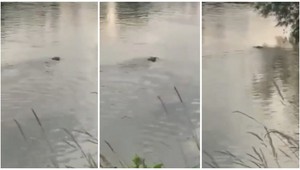 Žena zavolala na trnavskú políciu a nahlásila krokodíla vo Váhu