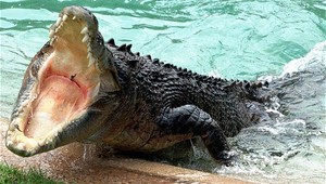 Krokodíl napadol tínedžera! Obeť zmizla bez stopy...