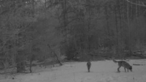 Pod oknami rodinného domu sa odohrával súboj medzi vlkmi