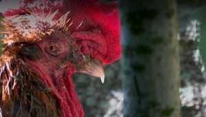 Organizovanie zápasov zvierat bude od novembra trestný čin