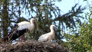 Zmena klímy ovplyvňuje aj zvieratá. Hrozí, že od nás odídu raritné zubry?