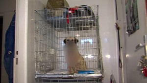 Europoslanci navrhujú vznik eurokomisára pre zvieratá: Je potrebné zamedziť ich týranie