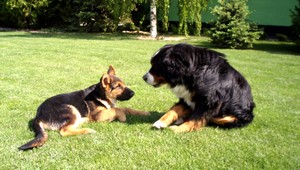 Psíkovia Nero a Edo ušli z dvora, súrne hľadáme!