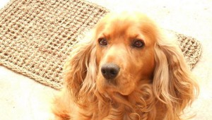 Na Silvestra sa v Závode stratil Beny, už sa našiel