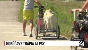 Rozhovory 24: Horúčavy trápia aj psy
