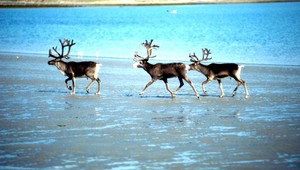 Soby zo Severného pólu pristáli na dunajskom nábreží