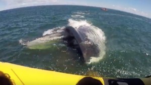 Bol to krásny deň na mori. V jednej chvíli sa ale všetci začali báť o život