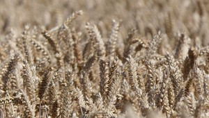 Slovensko predĺžilo zákaz vývozu obilia. Chce byť iba tranzitnou krajinou