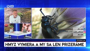 Štúdio 24: Hmyz vymiera a my sa len prizeráme
