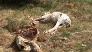 Z kameňolomu si urobili smetisko so zdochlinami