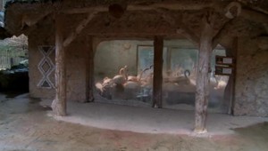 Deti, ktoré kameňmi zabili plameniaka, si prišli do ZOO odpykať trest