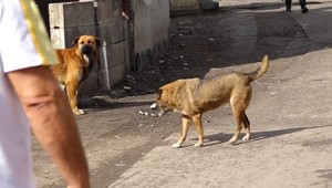 Túlavé psy v osadách: Starostovia žiadajú o pomoc