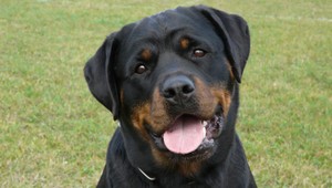 Vo Zvolene sa stratila chorá sučka rotvajlera, za nájdenie odmena