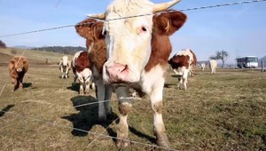 Agrojar sa posunula, potom prišlo sucho a prívalové dažde. Poľnohospodári čelia vážnym problémom