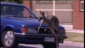 Smrteľným nebezpečenstvom pre vodičov na vidieku sú klokany