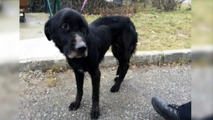 Príbeh utýranej Viki rozhneval Slovensko, útulky chcú zmenu legislatívy