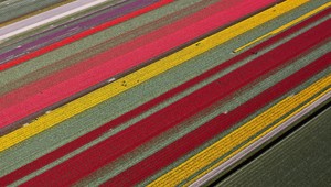 Holandsko láka turistov tulipánovými poliami