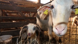 Rezort pôdohospodárstva vydal absurdné nariadenie pre farmárov