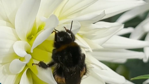 Poznáte včely samotárky? Mnohé vôbec nevyzerajú ako včely