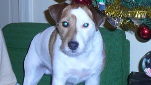 Hľadá sa pes Beny. Zmizol z dvora rodinného domu