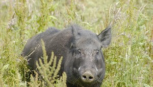 Diviak napadol hubárku