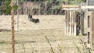 Neznáme psy pripravili chovateľa o jelene, muflóny a srny. Jeden zaútočil aj na neho