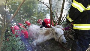 Náročná záchrana: Kôň uviazol v bahne. Na breh mu museli pomôcť hasiči