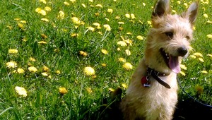 V Podbrezinách sa stratil bojazlivý Timmy! Hľadáme...