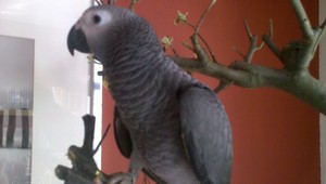 Stratil sa papagáj Hugo, vo voľnej prírode neprežije!