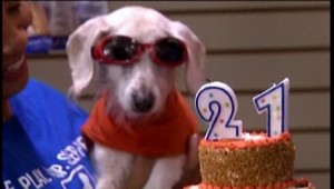 Najstarší pes oslávil 147 rokov