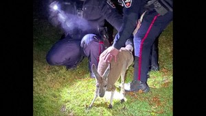 Na túto nočnú službu kanadskí policajti zrejme nikdy nezabudnú