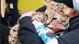 Hviezdny pár smúti! Ich mačka za šialených 20 tisíc si zlomila nohu!