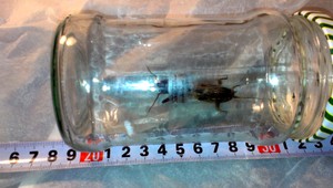 tvojenoviny: V Jakubovej Voli som našiel takéhoto medvedíka...