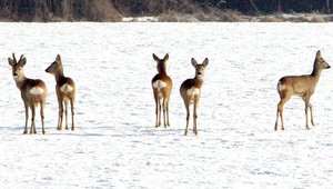 Návšteva z lesa. Po pneuservise pobehovali srnky