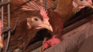 Na jednej z fariem Novogalu bola potvrdená vtáčia chrípka