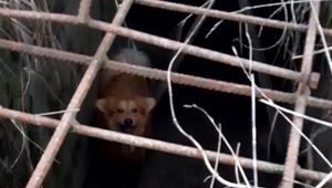 Veterinári spúšťajú novú aplikáciu pre domácich miláčikov. Register stratených a odchytených zvierat sú pod jednou strechou