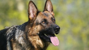 Zviera nie je vec. Novelu zákona po búrlivej diskusii poslanci schválili