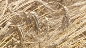 Žatva začala o 2 týždne skôr, ale prerušili ju dažde, ktoré spôsobili podmočenie pôdy